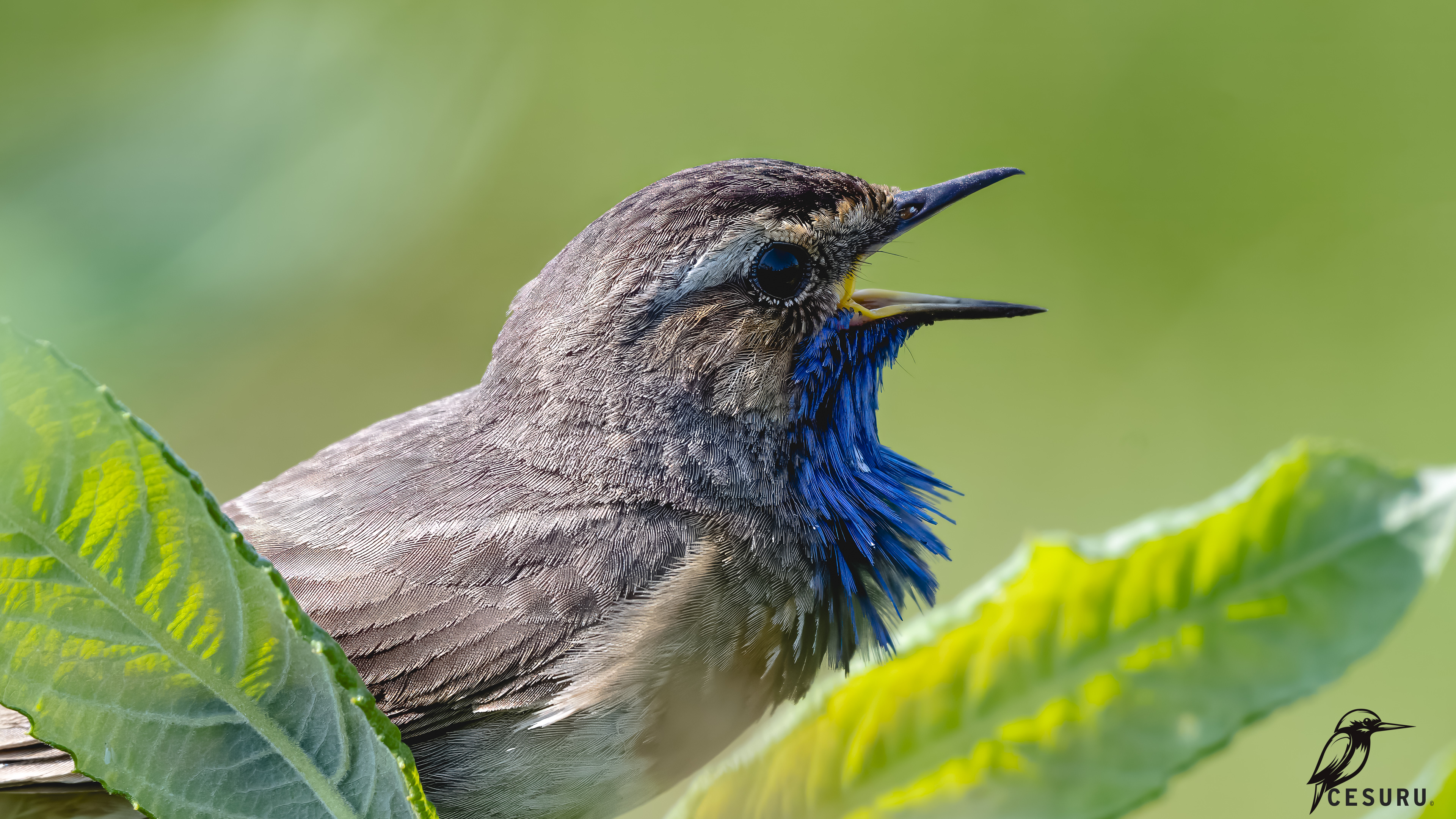 Bluethroat